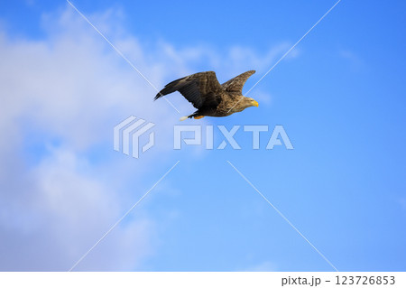 流氷の使者 オジロワシ 北海道目梨郡羅臼町にて撮影 123726853