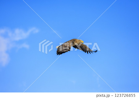 流氷の使者 オジロワシ 北海道目梨郡羅臼町にて撮影 123726855