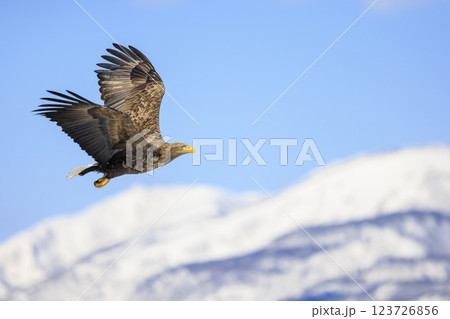 流氷の使者 オジロワシ 北海道目梨郡羅臼町にて撮影 123726856
