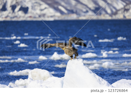 流氷の使者 オジロワシ 北海道目梨郡羅臼町にて撮影 流氷の使者 オジロワシ 北海道目梨郡羅臼町にて撮影 123726864