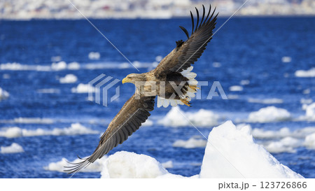 流氷の使者 オジロワシ 北海道目梨郡羅臼町にて撮影 123726866