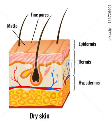 Dry skin anatomy. Human body skin vector illustration with parts vein artery hair sweat gland epidermis dermis and hypodermis. Human Cross-section of the skin layers structure Dry skin anatomy. Human body skin vector illustration with parts vein artery hair sweat gland epidermis dermis and hypodermis. Human Cross-section of the skin layers structure 123726901