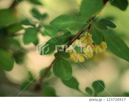 4月に咲いた可憐で黄色い目木（メギ）の花 123726917