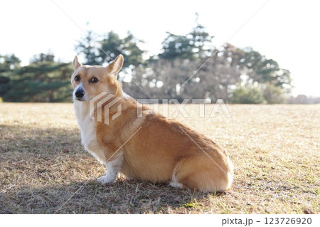 振り向くコーギー 振り向くコーギー 123726920