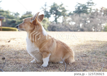 コーギー コーギー 123726923