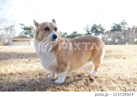 コーギー コーギー 123726924