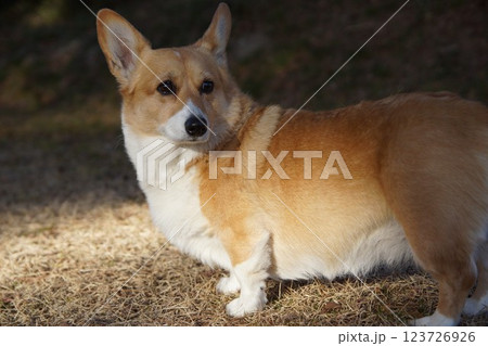 振り向くコーギー 振り向くコーギー 123726926
