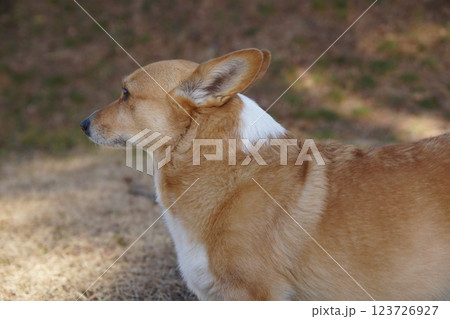 コーギー コーギー 123726927