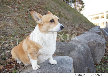 コーギー 123726962