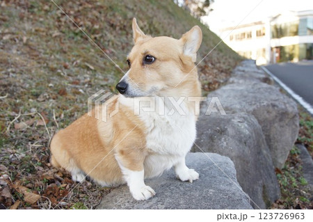 コーギー コーギー 123726963