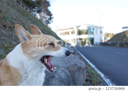 アクビする犬 アクビする犬 123726966
