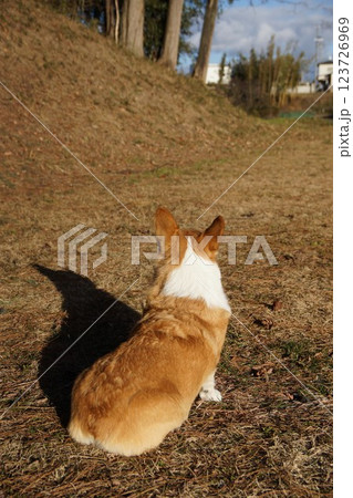 犬の後ろ姿 犬の後ろ姿 123726969