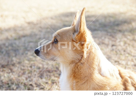 コーギー コーギー 123727000