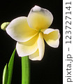 プルメリアの花 123727141