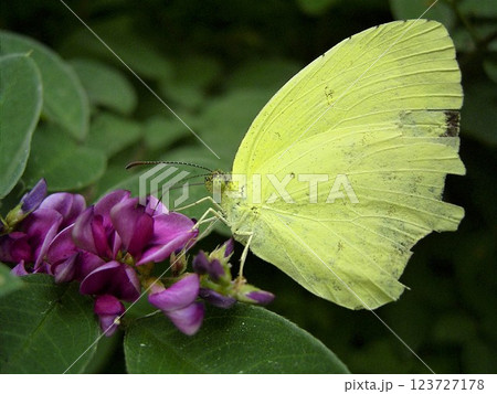 絶滅危惧Ⅱ類吸蜜するキチョウの成虫 123727178
