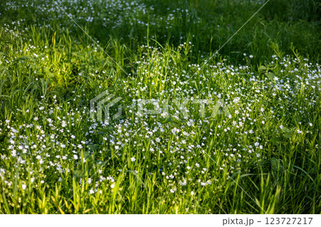 A lush green meadow filled with small white wildflowers under soft sunlight, creating a serene and natural atmosphere. Perfect representation of spring or summer scenery. 123727217