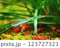 雨上がりのこぼれ落ちそうな雫 123727321