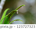 今にも落ちそうな水滴 123727323