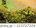 無数の雫 123727324