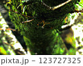 今にも落ちそうな水滴 123727325