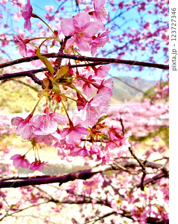 晴れた空と満開の河津桜 123727346