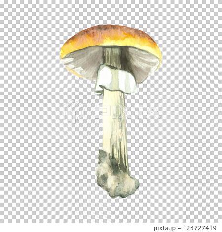 Mushroom with yellow cap and white stem, painted in watercolor and isolated on white background. Watercolor illustration. Suitable for printing on fabric, paper, for book design, food packaging. 123727419