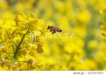 菜の花にとまるミツバチ 123727453