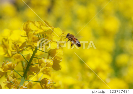菜の花にとまるミツバチ 123727454