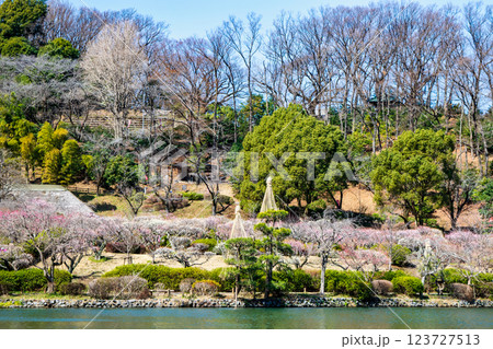 東京都町田市　薬師池公園　梅園　都指定名勝　 123727513