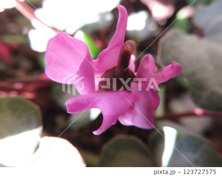 シクラメン　原種　コウム 123727575