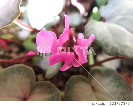 シクラメン 原種 コウム シクラメン 原種 コウム 123727576