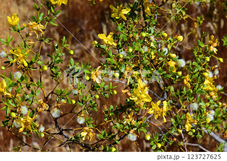 Central Sonora Desert Arizona Wildflowers 123727625