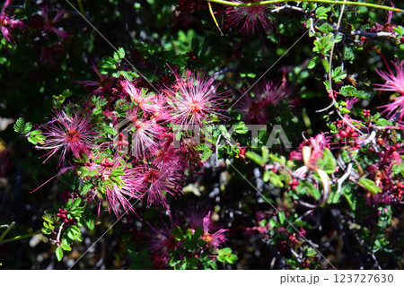 Central Sonora Desert Arizona Wildflowers 123727630