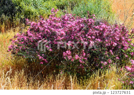 Central Sonora Desert Arizona Wildflowers 123727631