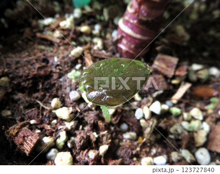 小さな小さな クプレア 小さな小さな クプレア 123727840