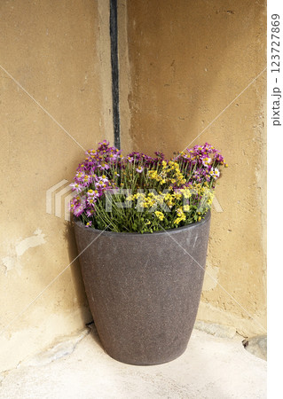 民家の玄関脇 鉢に植えられた草花の寄せ植え 民家の玄関脇 鉢に植えられた草花の寄せ植え 123727869