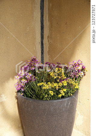 民家の玄関脇 鉢に植えられた草花の寄せ植え 123727871