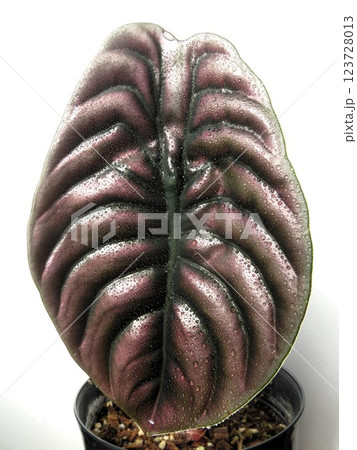 アロカシア　クプレア 123728013