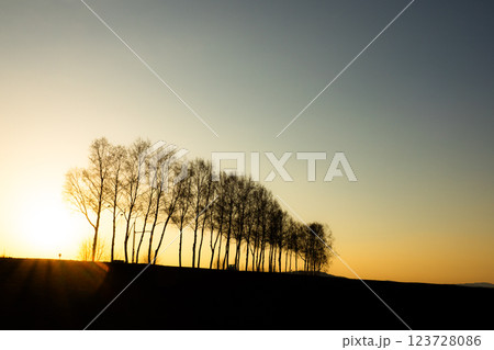 北海道美瑛町にある伐採された白樺並木の日没間近の風景 123728086