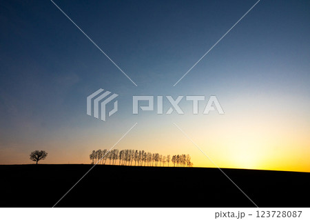 北海道美瑛町にある伐採された白樺並木の日没間近の風景 123728087