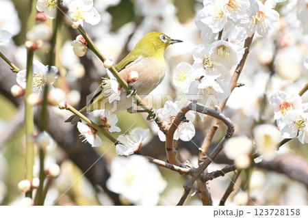 梅にとまるメジロ 123728158