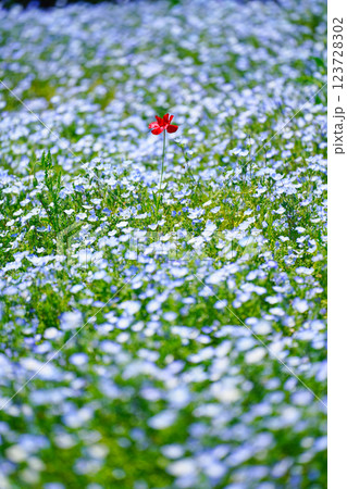 青のネモフィラと春風に揺れるポピー:幻想的な花畑の絶景 青のネモフィラと春風に揺れるポピー:幻想的な花畑の絶景 123728302