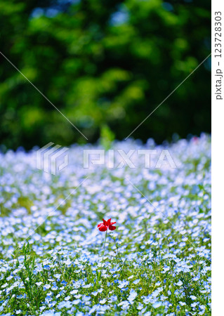 青のネモフィラと春風に揺れるポピー：幻想的な花畑の絶景 123728303