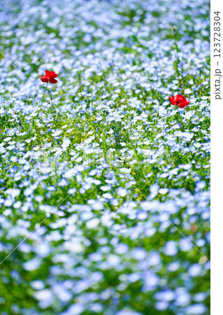 青のネモフィラと春風に揺れるポピー:幻想的な花畑の絶景 青のネモフィラと春風に揺れるポピー:幻想的な花畑の絶景 123728304
