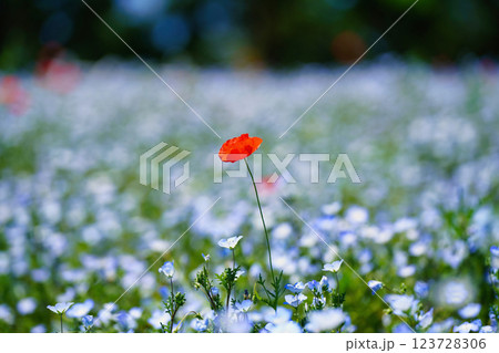 青のネモフィラと春風に揺れるポピー:幻想的な花畑の絶景 青のネモフィラと春風に揺れるポピー:幻想的な花畑の絶景 123728306