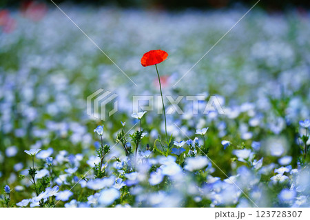 青のネモフィラと春風に揺れるポピー:幻想的な花畑の絶景 青のネモフィラと春風に揺れるポピー:幻想的な花畑の絶景 123728307