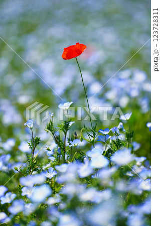 青のネモフィラと春風に揺れるポピー:幻想的な花畑の絶景 青のネモフィラと春風に揺れるポピー:幻想的な花畑の絶景 123728311