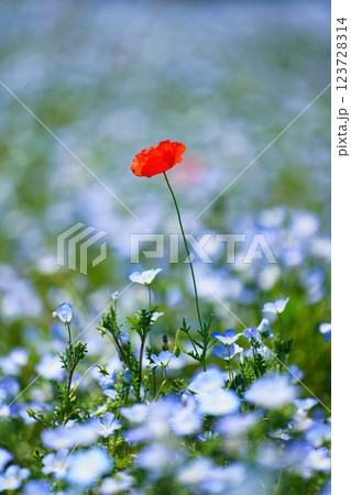 青のネモフィラと春風に揺れるポピー:幻想的な花畑の絶景 青のネモフィラと春風に揺れるポピー:幻想的な花畑の絶景 123728314
