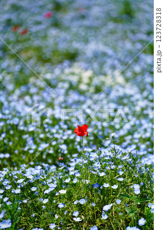 青のネモフィラと春風に揺れるポピー:幻想的な花畑の絶景 青のネモフィラと春風に揺れるポピー:幻想的な花畑の絶景 123728318