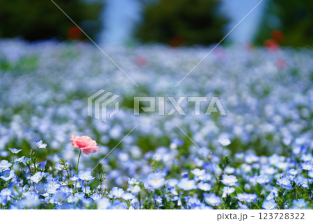 青のネモフィラと春風に揺れるポピー：幻想的な花畑の絶景 123728322